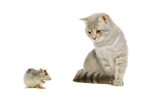 cat-and-m-ouse